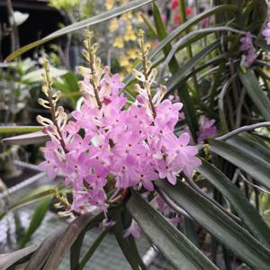 Vanda christensoniana