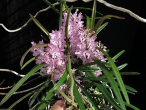 Vanda christensoniana