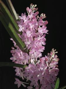 Vanda christensoniana