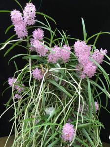 Vanda christensoniana