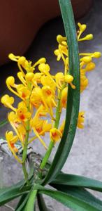 Vanda aurea