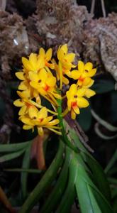 Vanda aurea