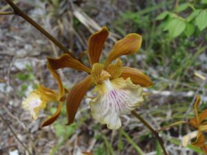 Encyclia correllii