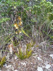 Encyclia correllii