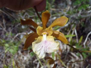 Encyclia correllii