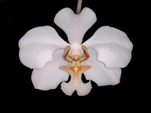 Vanda barnesii