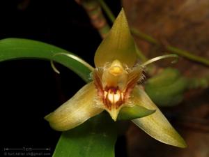 Coelogyne fimbriata var. fimbriata