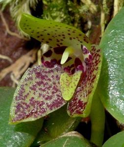 Bulbophyllum cambodianum