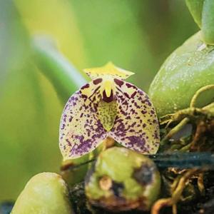 Bulbophyllum cambodianum
