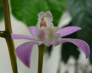 Cattleya alvarenguensis