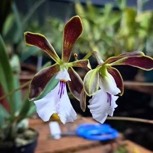 Encyclia hamiltonii