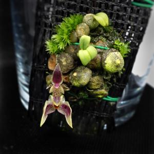 Bulbophyllum ayuthayense