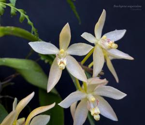 Brachypeza unguiculata