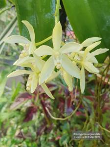 Brachypeza unguiculata