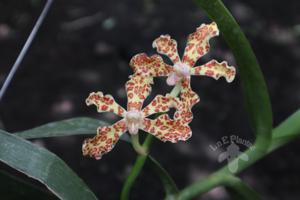 Dimorphorchis breviscapa