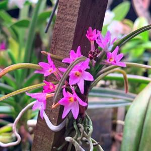 Holcoglossum pumilum