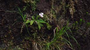 Phragmipedium anguloi