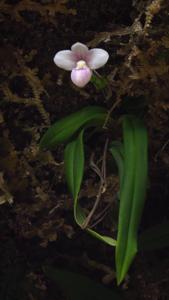 Phragmipedium anguloi