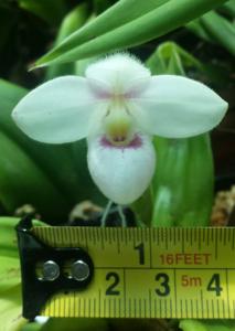 Phragmipedium anguloi