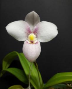 Phragmipedium anguloi