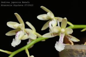 Phalaenopsis japonica