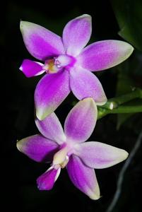 Phalaenopsis mentawaiensis