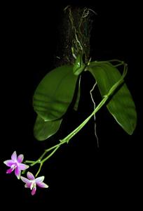 Phalaenopsis mentawaiensis