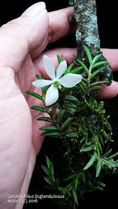 Trichoglottis biglandulosa