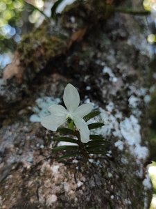 Trichoglottis biglandulosa