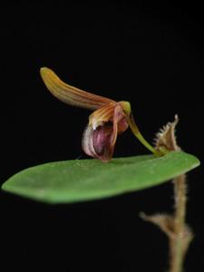 Trichosalpinx sanctuarii