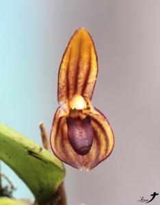 Trichosalpinx sanctuarii