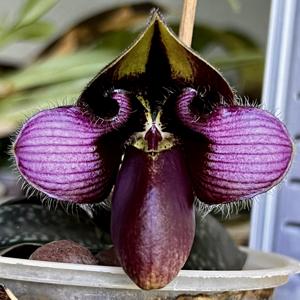 Paphiopedilum rungsuriyanum