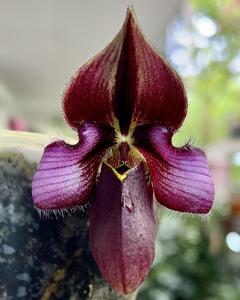 Paphiopedilum rungsuriyanum