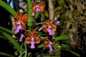 Vanda perplexa