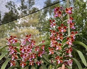 Vanda perplexa