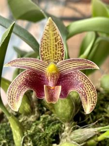 Bulbophyllum lobbii subsp. breviflorum