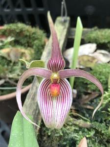 Bulbophyllum membranifolium subsp. inunctum