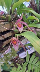 Bulbophyllum membranifolium subsp. inunctum