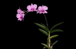 Dendrobium bigibbum var. compactum