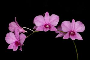 Dendrobium bigibbum var. compactum