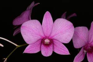 Dendrobium bigibbum var. compactum