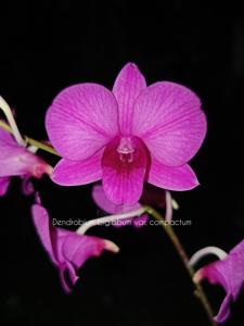 Dendrobium bigibbum var. compactum