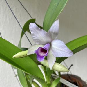 Guarianthe hennisiana