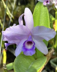 Guarianthe hennisiana