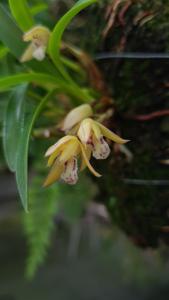 Maxillaria humilis