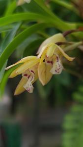 Maxillaria humilis