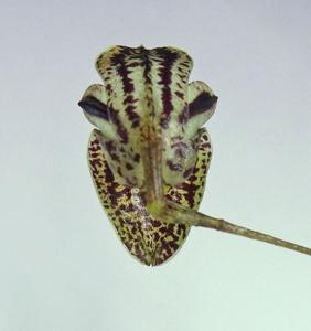 Stelis brenneri