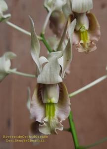 Dendrobium stockelbuschii