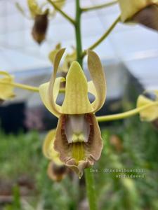 Dendrobium stockelbuschii