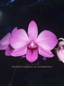 Dendrobium bigibbum var. schroederianum